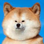 shiba inu stickerpack