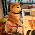 shiba inu stickerpack