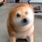 shiba inu stickerpack