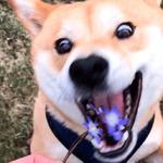 shiba inu stickerpack