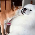 shiba inu stickerpack