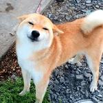 shiba inu stickerpack