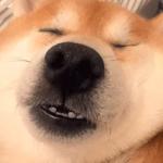 shiba inu stickerpack