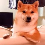 shiba inu stickerpack