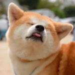 shiba inu stickerpack