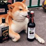 shiba inu stickerpack