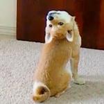shiba inu stickerpack