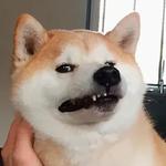 shiba inu stickerpack
