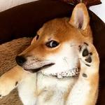 shiba inu stickerpack