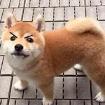 shiba inu stickerpack