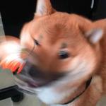 shiba inu stickerpack