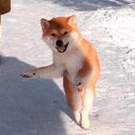 shiba inu stickerpack