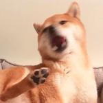 shiba inu stickerpack