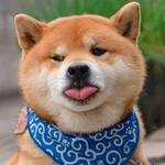 shiba inu stickerpack