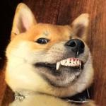 shiba inu stickerpack