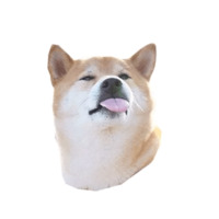 Доге
