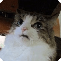 Животные