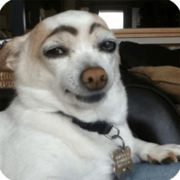Животные