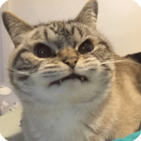 Животные