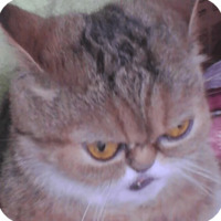 Животные