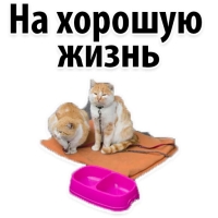 Подпишись, пожалуйста