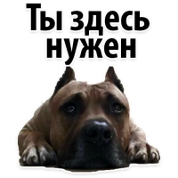 Подпишись, пожалуйста