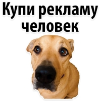 Подпишись, пожалуйста