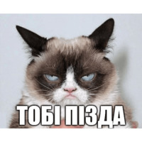Коты-Украинцы
