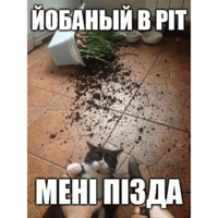 Коты-Украинцы