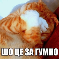 Коты-Украинцы
