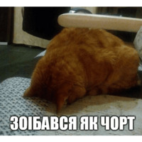 Коты-Украинцы