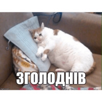 Коты-Украинцы