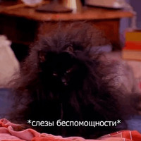 Набор стикеров Кот Салем