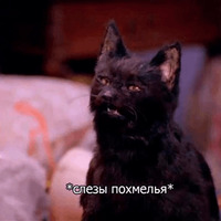 Кот Салем