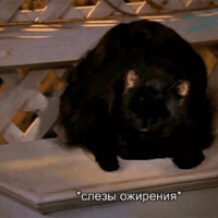 Кот Салем