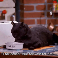 Кот Салем