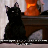 Кот Салем