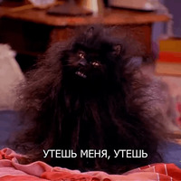 Кот Салем