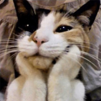 Эти ебучие коты