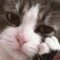 Эти ебучие коты