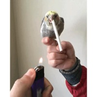 Попуги