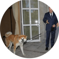 Собака Сиба-Ину