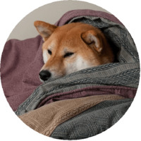 Собака Сиба-Ину