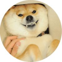 Собака Сиба-Ину