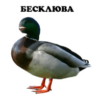 Всратые Жвотные