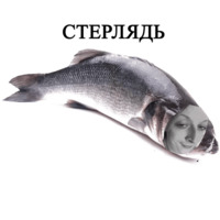Всратые Жвотные