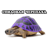 Всратые Жвотные
