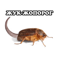 Всратые Жвотные