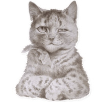 Коты Уэйна